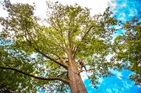 Best Arborist Consultation Services  in Vley, AL