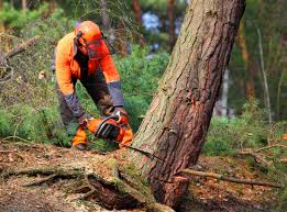Best Storm Damage Tree Cleanup  in Vley, AL