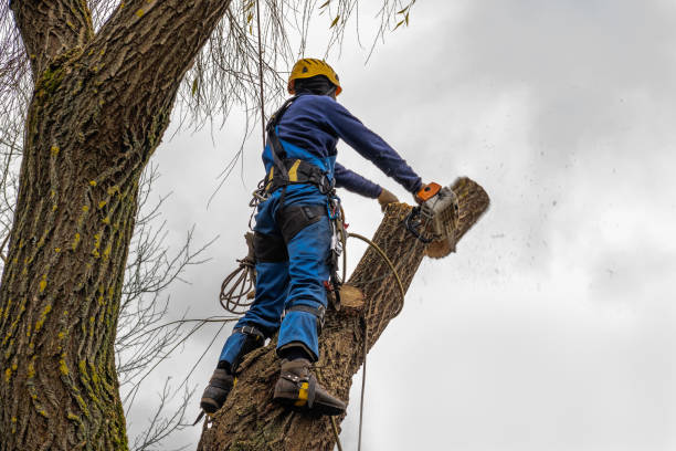 Best Tree Health Inspection  in Vley, AL