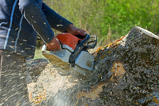Best Lawn Grading and Leveling  in Vley, AL