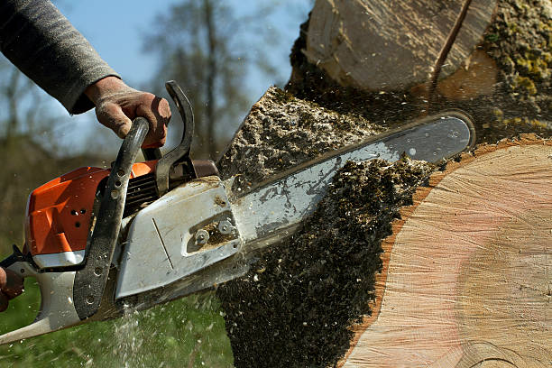 Best Lawn Dethatching  in Vley, AL